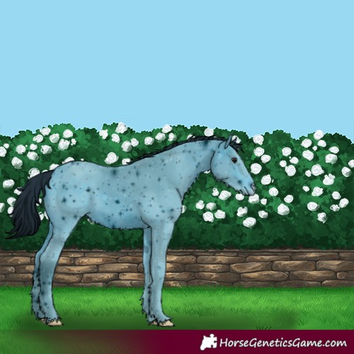 Horse Color:ERROR: UNKNOWN ANOMALY