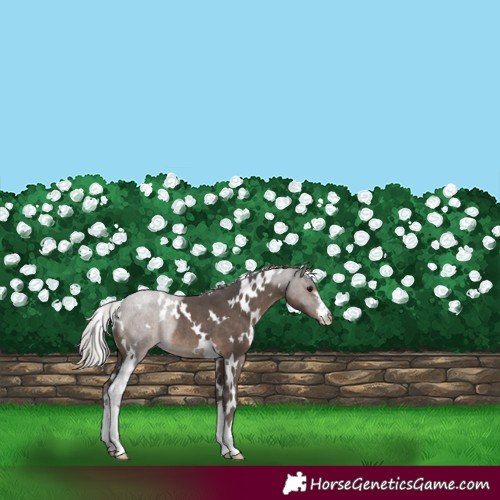 Horse Color:White Spotted Silver Black Rabicano 