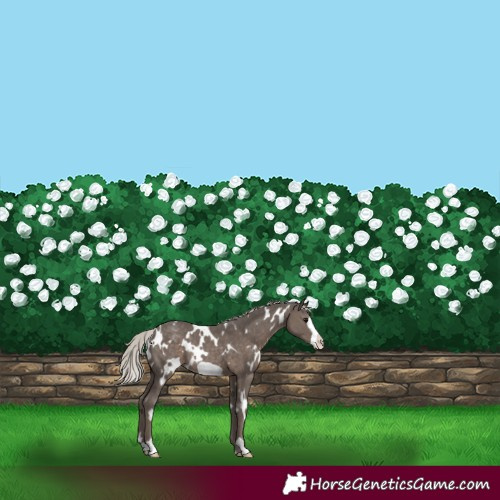 Horse Color:White Spotted Silver Black Frame Varnish Rabicano 
