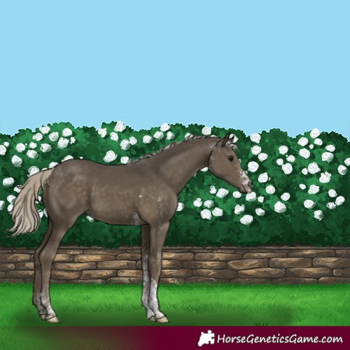 Horse Color:White Spotted Silver Smoky Black Tobiano 