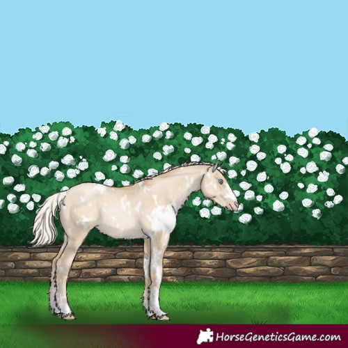 Horse Color:White Spotted Silver Smoky Grullo Pearl 
