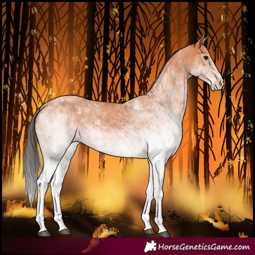 Horse Color:White Spotted Bay