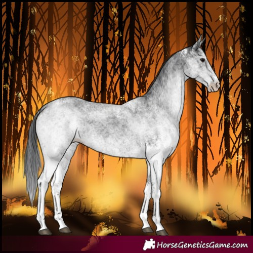 Horse Color:White Spotted Black 