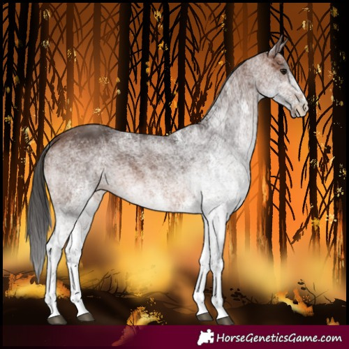 Horse Color:White Spotted Brown 