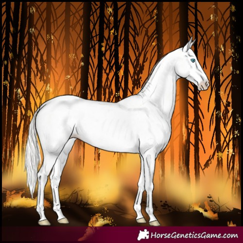 Horse Color:White Spotted Cremello 