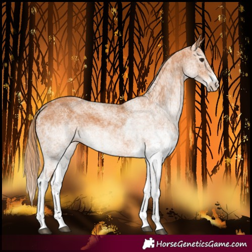 Horse Color:White Spotted Chestnut 