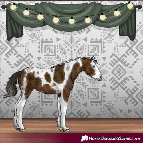 Horse Color:Gray Bay Ice Dun Splash Tobiano
