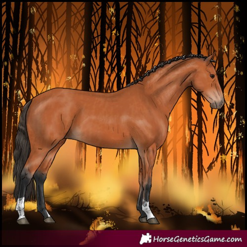 Horse Color:Bay  and Bay 