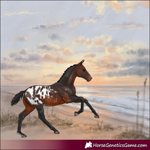 Horse Color:Bay Blanket