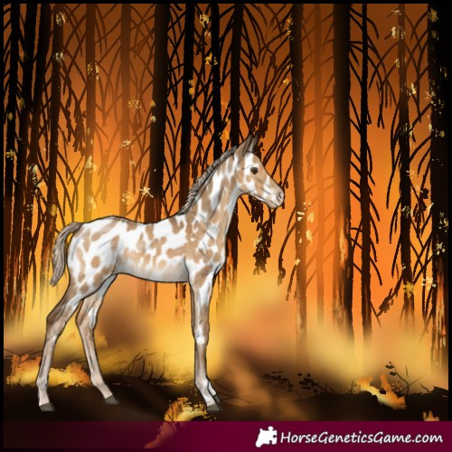Horse Color:Chocolate Palomino Dun Near Leopard Rabicano 