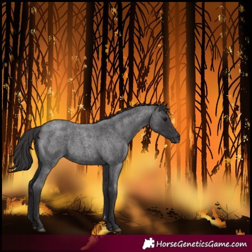 Horse Color:Smoky Blue Roan 