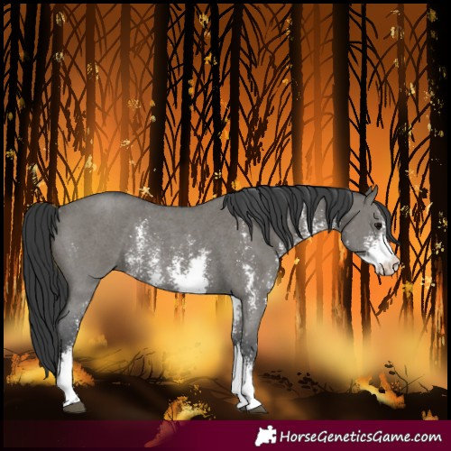 Horse Color:Grullo Sabino Rabicano 