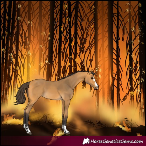 Horse Color:Buckskin