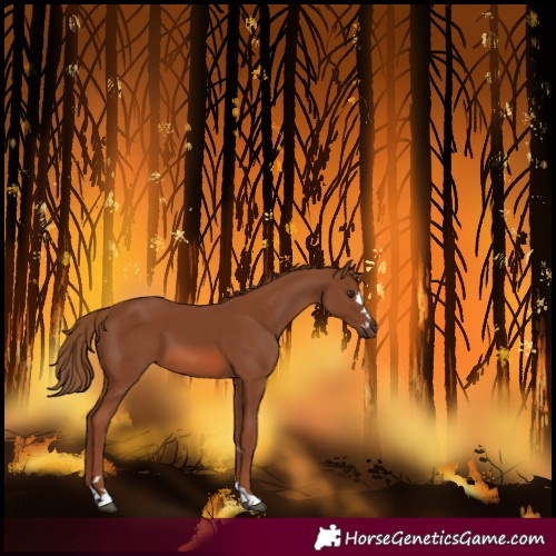 Horse Color:Chestnut 