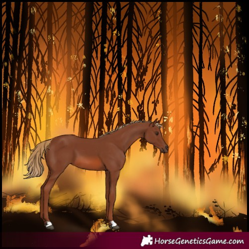 Horse Color:Chestnut 