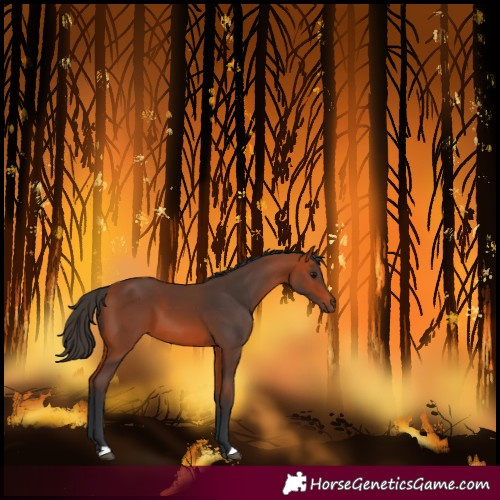 Horse Color:Bay 