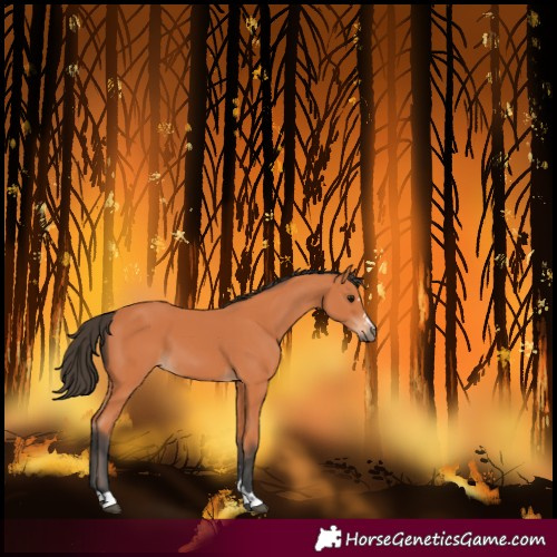 Horse Color:Bay 