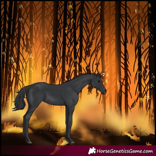 Horse Color:Black 