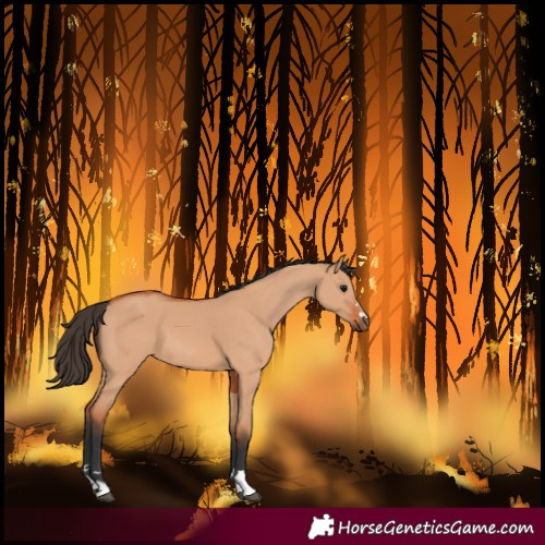 Horse Color:Bay Dun