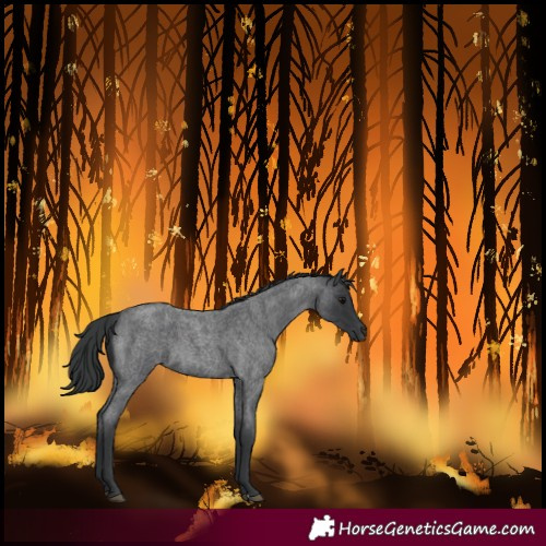 Horse Color:Blue Roan 