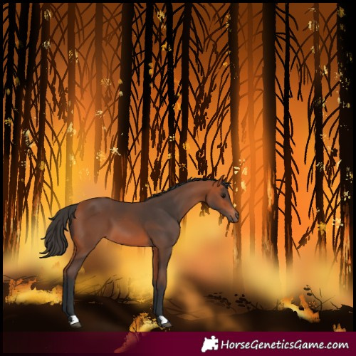 Horse Color:Bay 