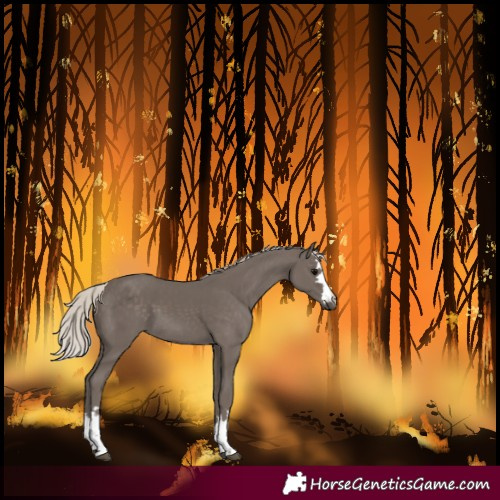 Horse Color:Silver Black 