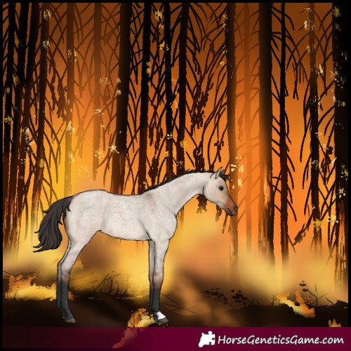 Horse Color:Bay Roan Dun