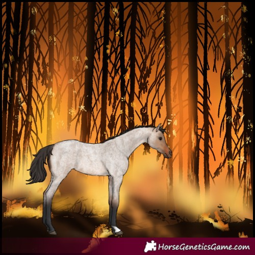 Horse Color:Bay Roan Dun 