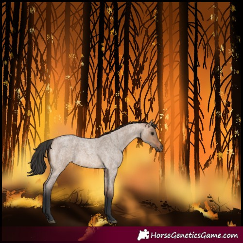 Horse Color:Bay Roan Dun 