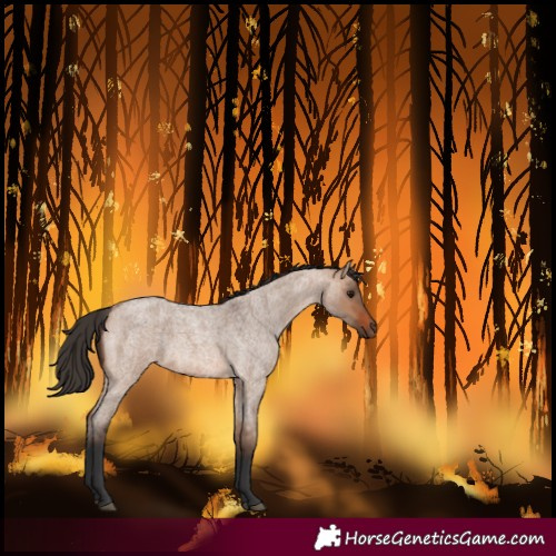 Horse Color:Bay Roan Dun 