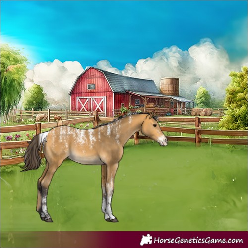 Horse Color:Powder White Buckskin