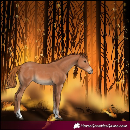 Horse Color:Chestnut Sabino 