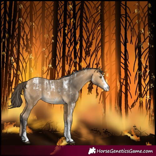 Horse Color:Powder White Buckskin Sabino 