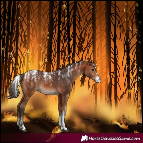 Horse Color:Powder White Bay