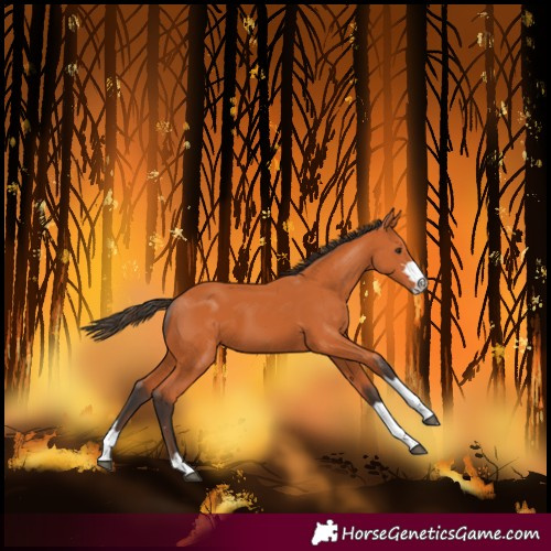 Horse Color:Bay 