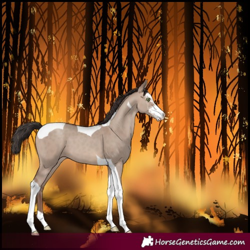 Horse Color:Sable Champagne Dun Sabino Tobiano