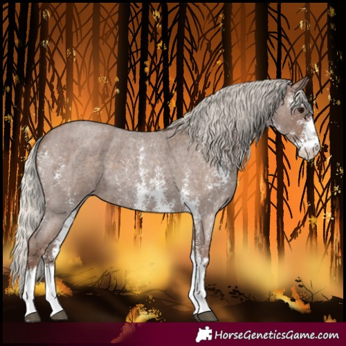 Horse Color:Silver Blue Roan Sabino 