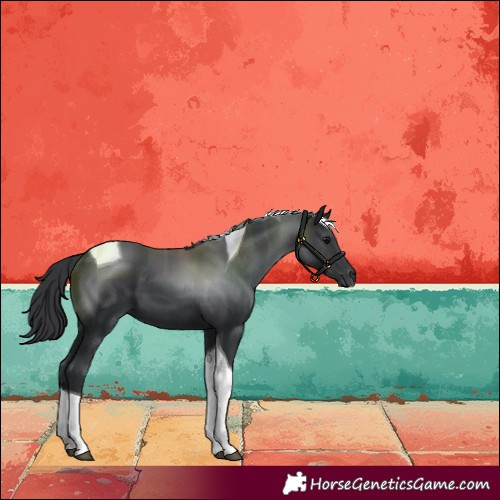 Horse Color:Black Tobiano