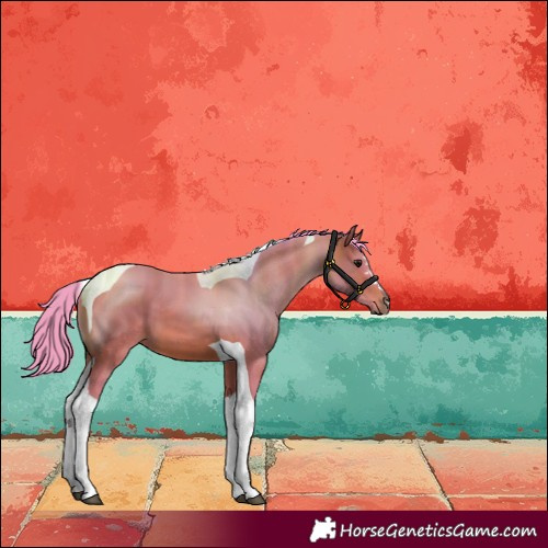 Horse Color:Watercolor Bay Tobiano 