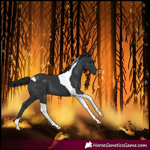 Horse Color:Black Tobiano 