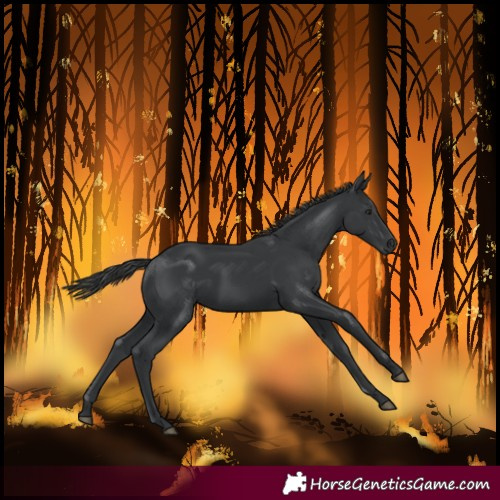 Horse Color:Black Rabicano 