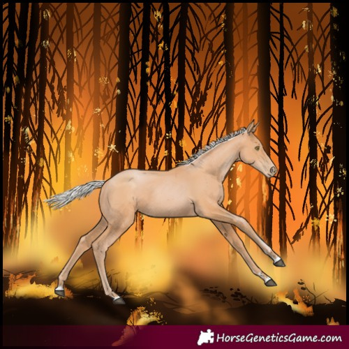 Horse Color:Silver Bay Pearl Rabicano