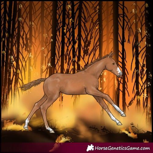 Horse Color:Chestnut 