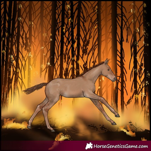 Horse Color:Red Dun