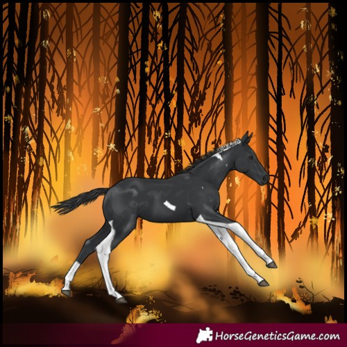 Horse Color:Black Tobiano
