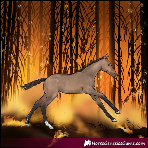 Horse Color:Bay Dun