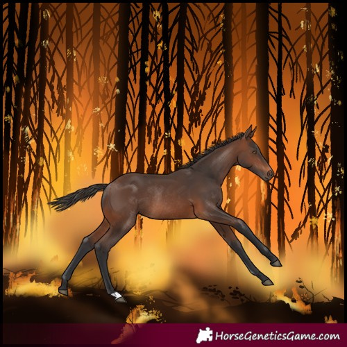 Horse Color:Brown Rabicano 