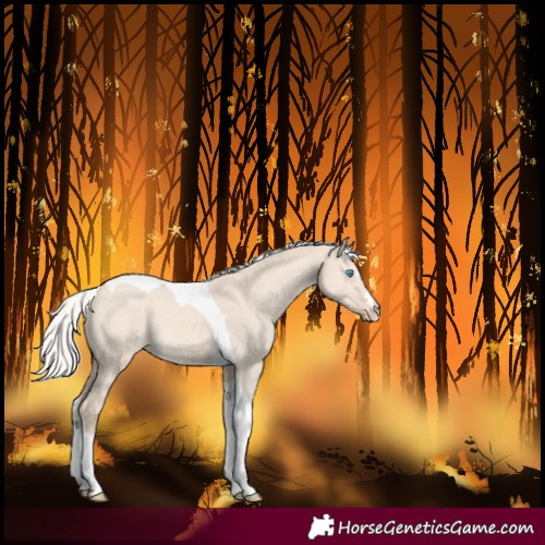Horse Color:Silver Perlino Dun Tobiano Rabicano