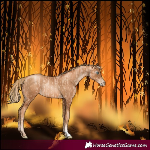 Horse Color:Gold Champagne Pearl Rabicano  and Gray Gold Champagne Pearl Rabicano 