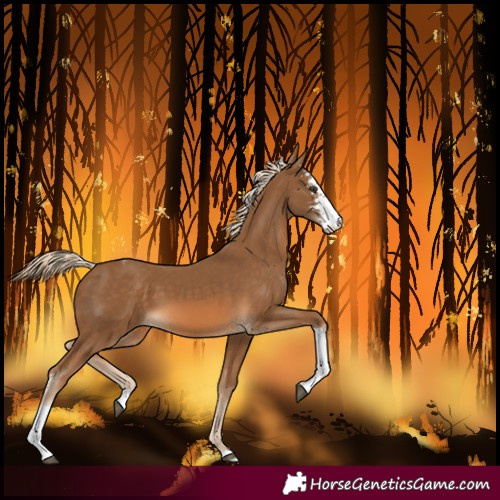 Horse Color:Chocolate Palomino Sabino Tobiano